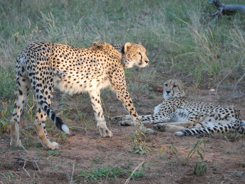 Itinerary: 2 weeks road trip in South&nbsp;Africa