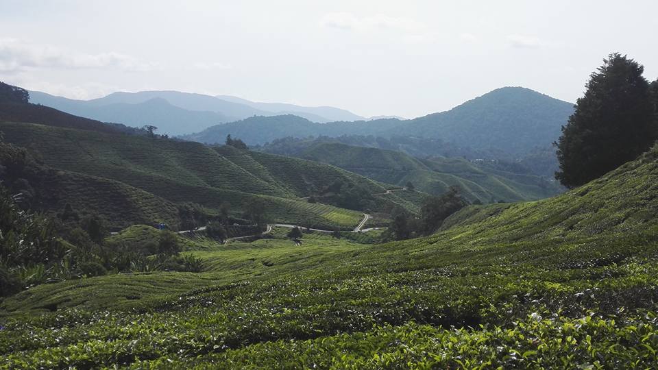 Malaysia Tea plantation