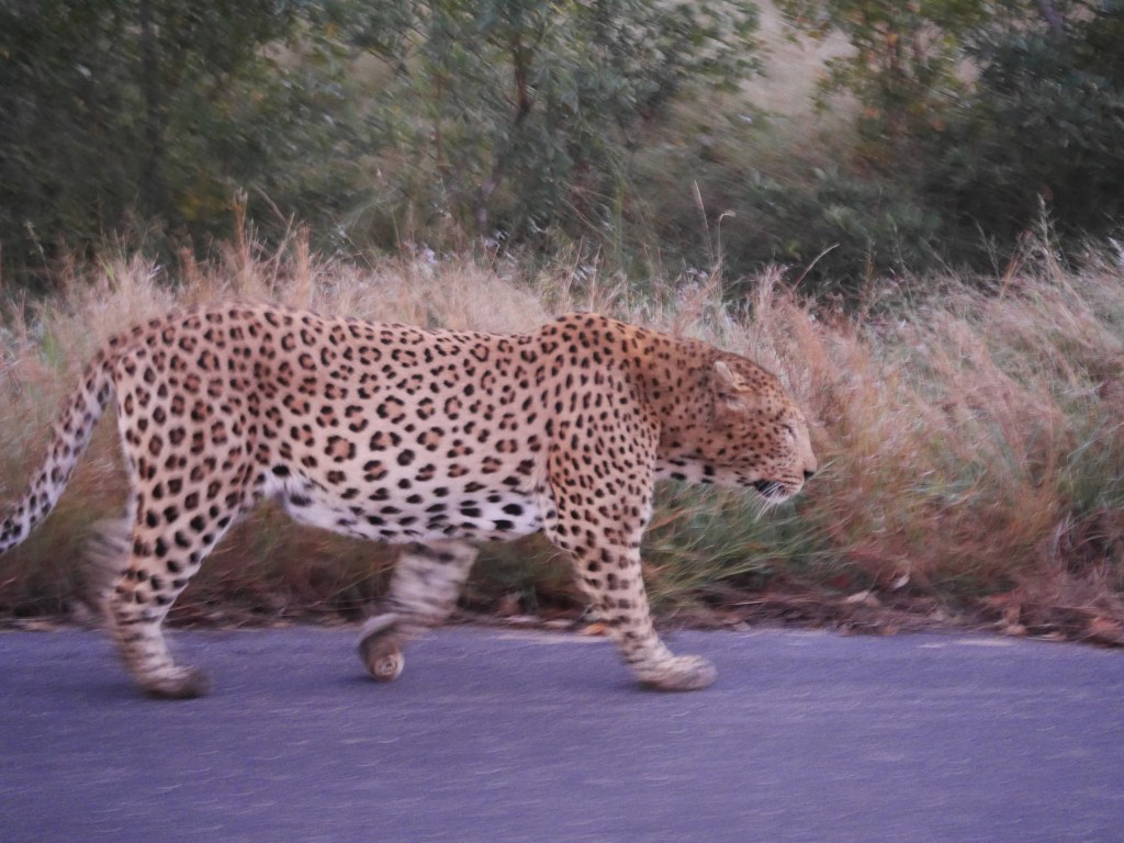 South Africa Leopard