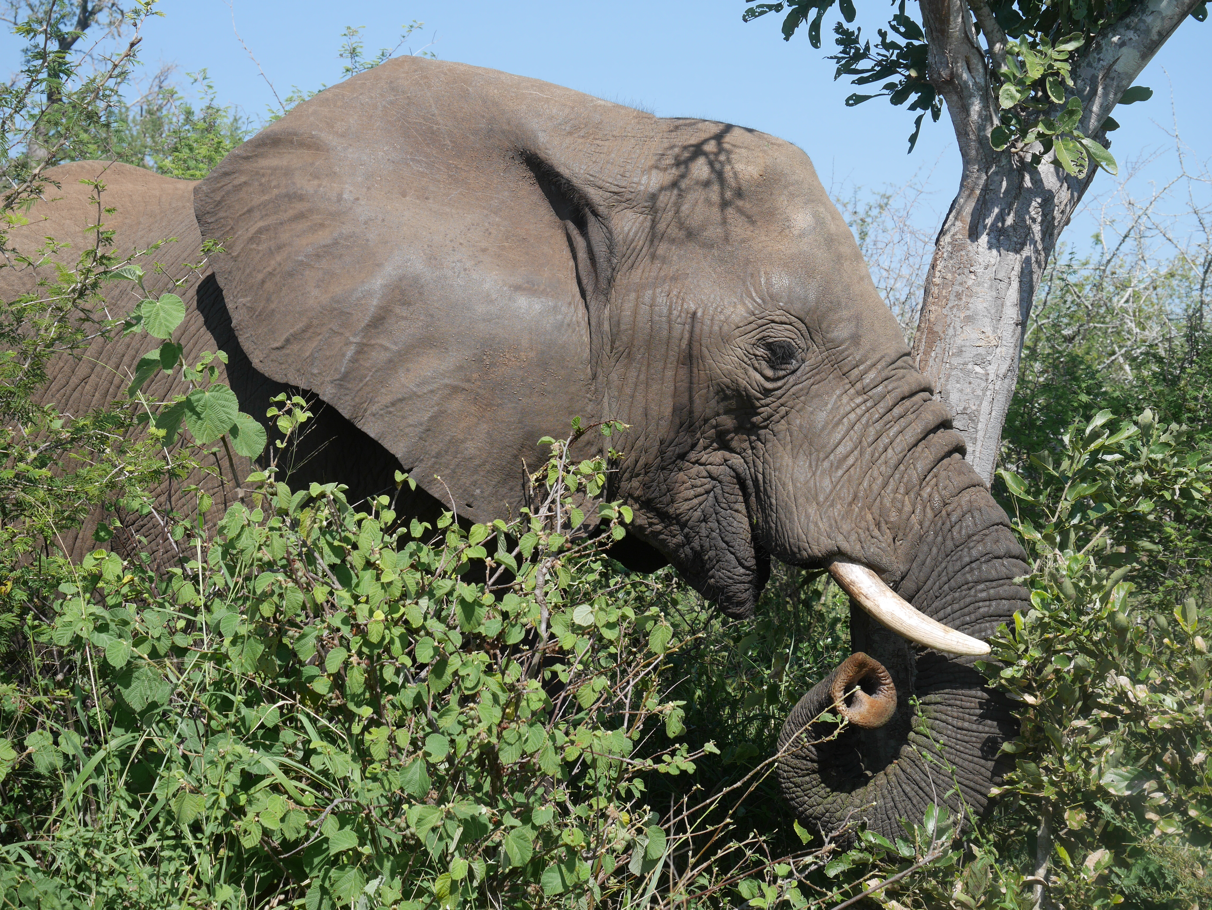South Africa Elephant