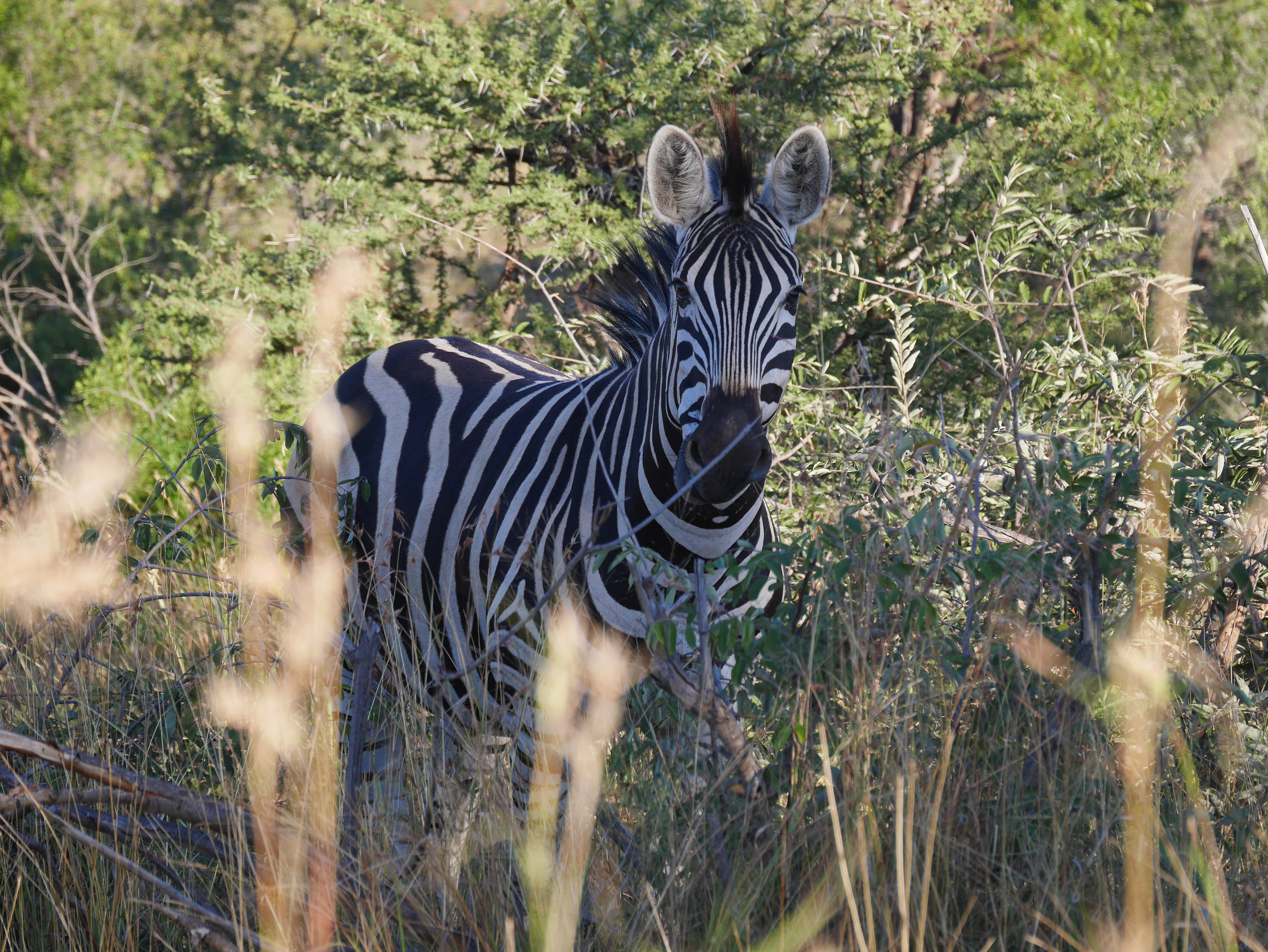 South Africa Zebra
