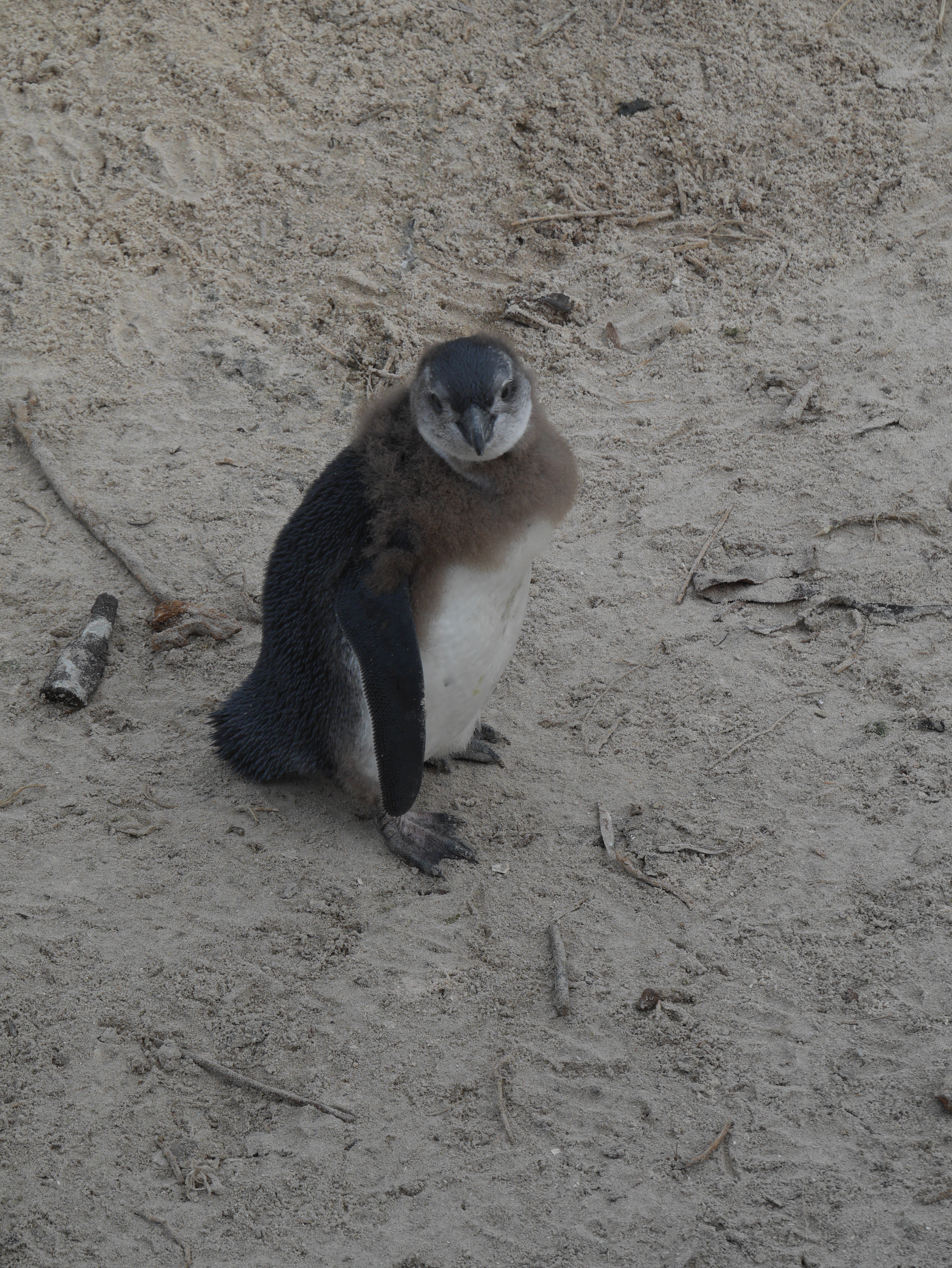 South Africa penguin
