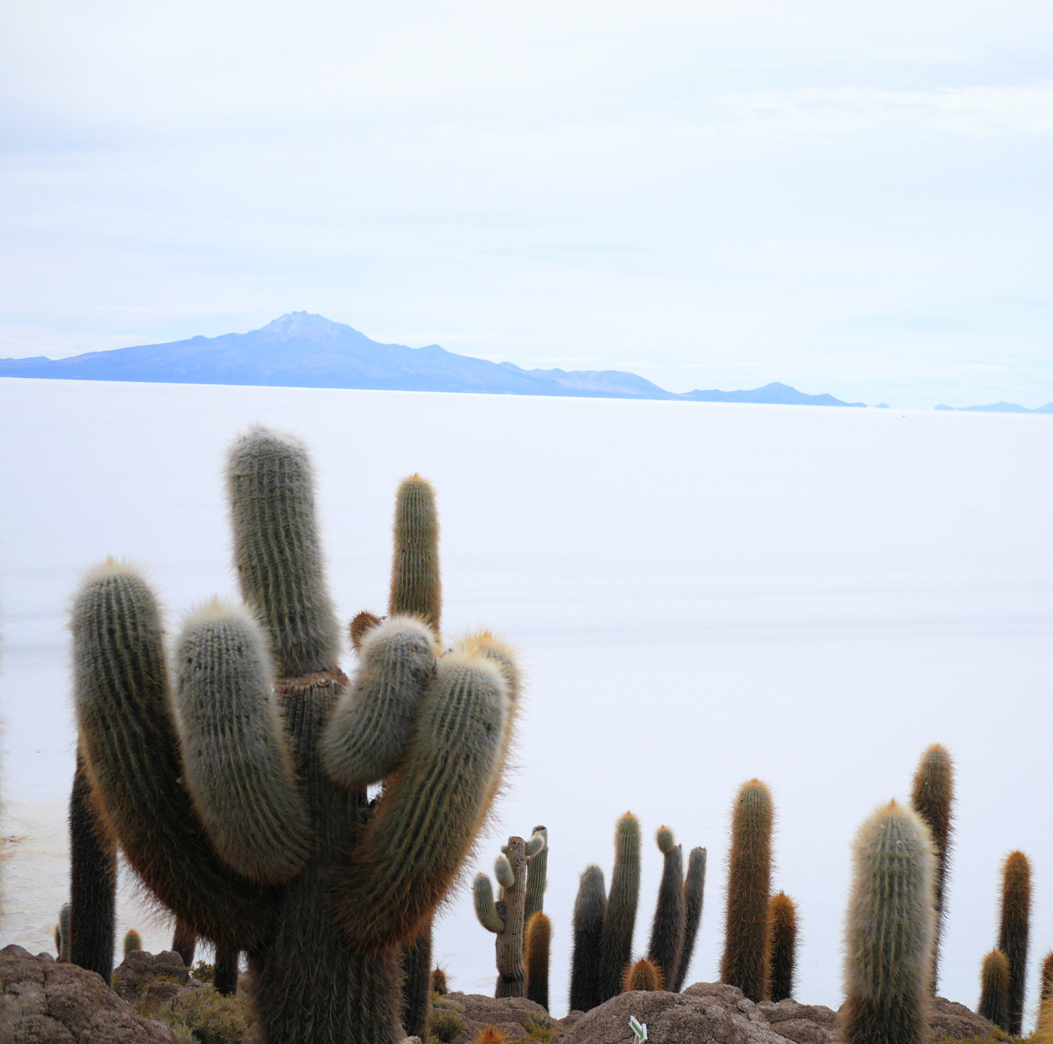 Salar de Uyuni Cactus