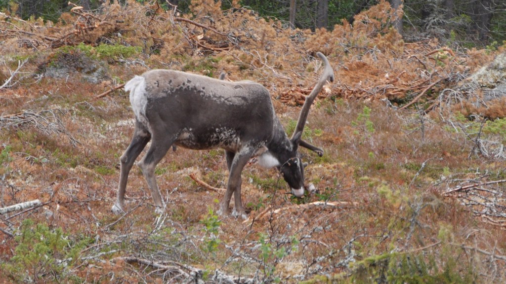Sweden Reindeer