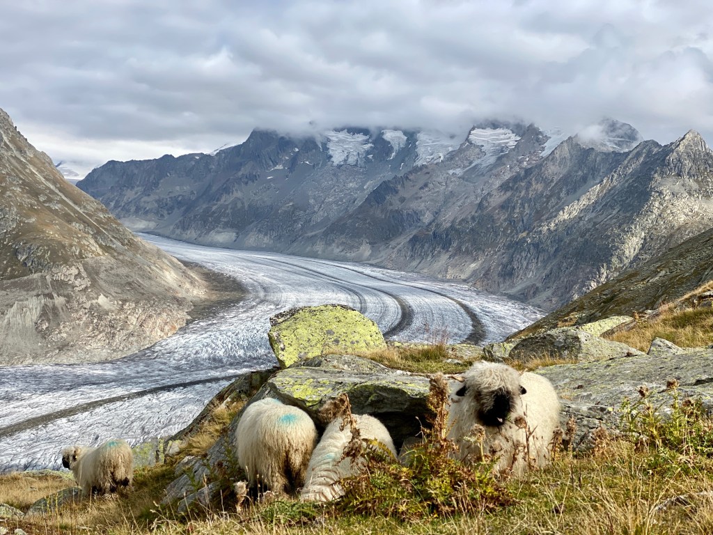 Aletsch Glacier Sheep